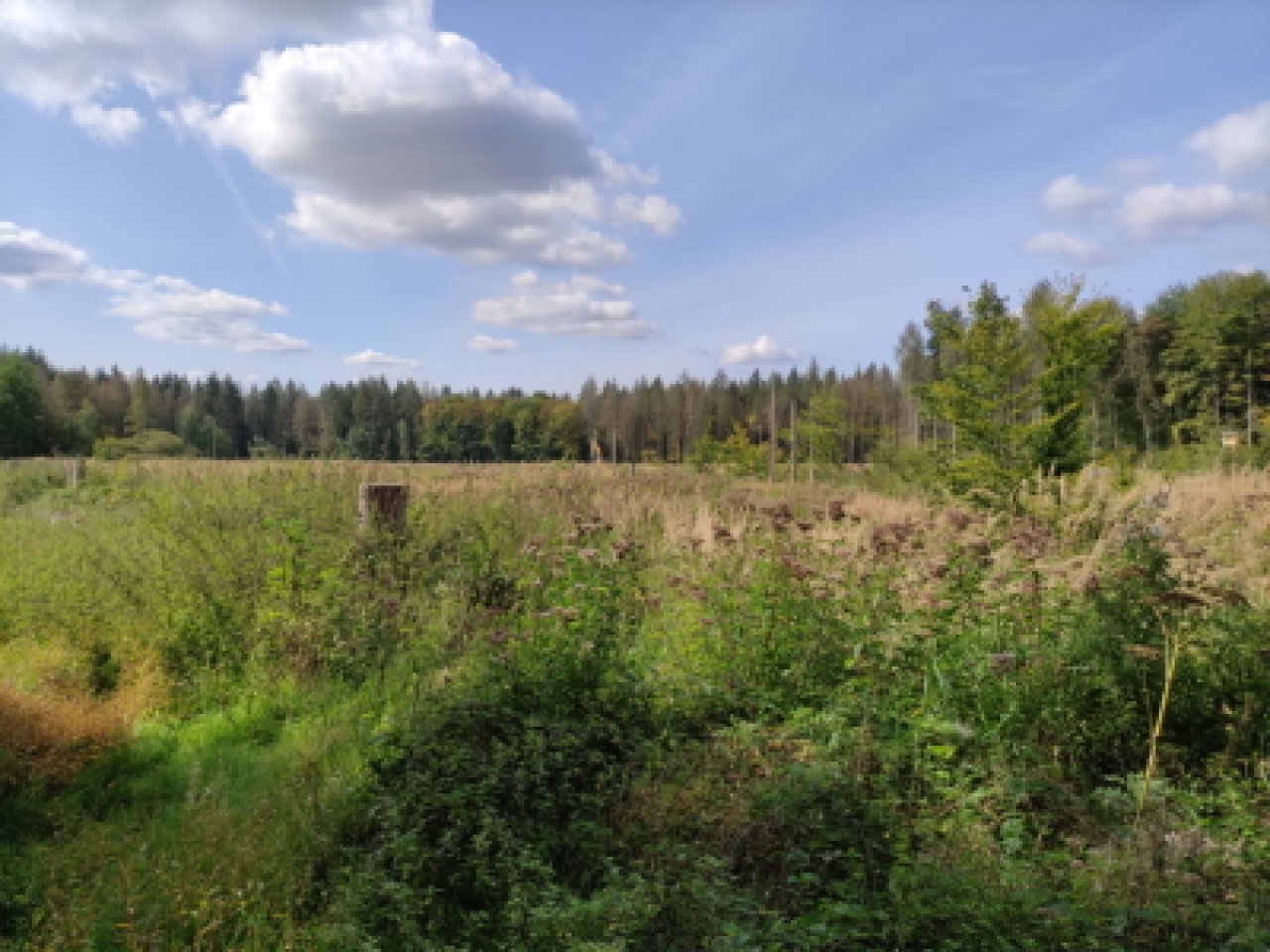 Eine grüne Waldfläche vor blauem Himmel.
